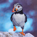 Diamond Art Kit Beginner - Puffin - DIY Craft Warehouse DIY Craft Warehouse